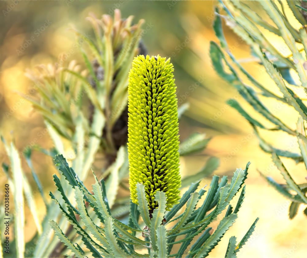 Banksia attenuata, commonly known as the candlestick banksia, slender banksia,