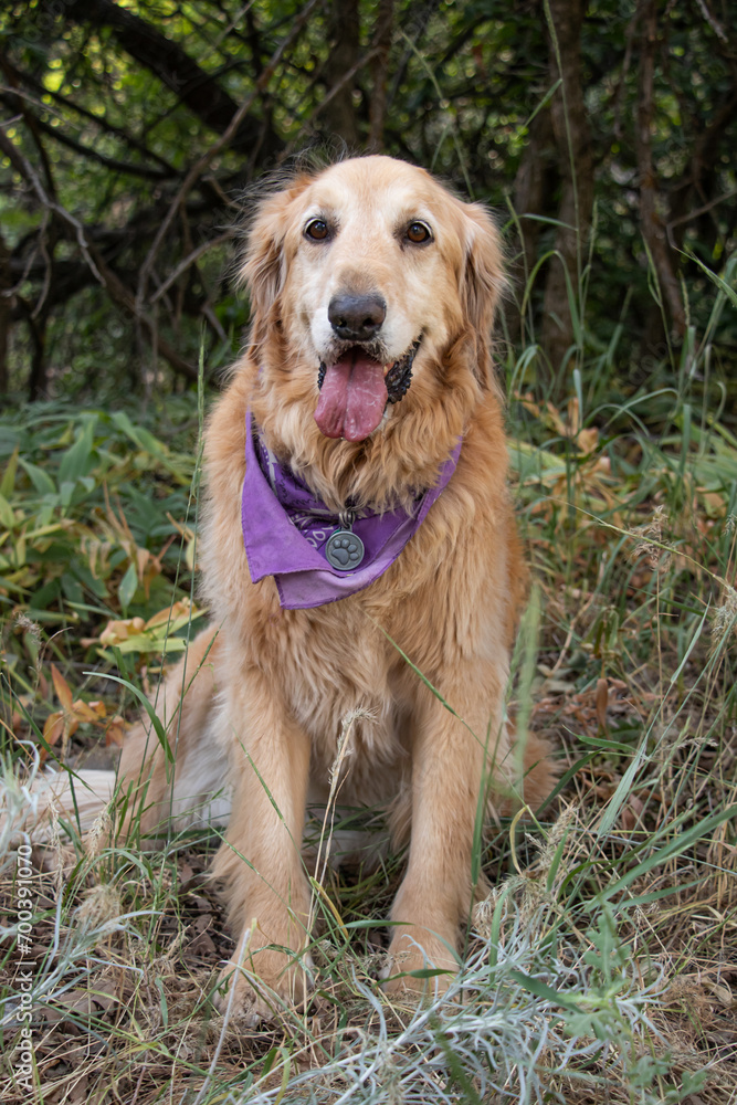 Obraz premium Cute Funny Golden Retriever Labrador Smiling Sitting in Park