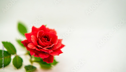 red rose on clear backdrop  perfect for messages or romantic themes