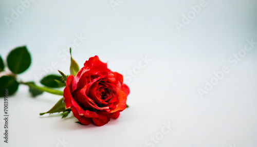 red rose on clear backdrop, perfect for messages or romantic themes