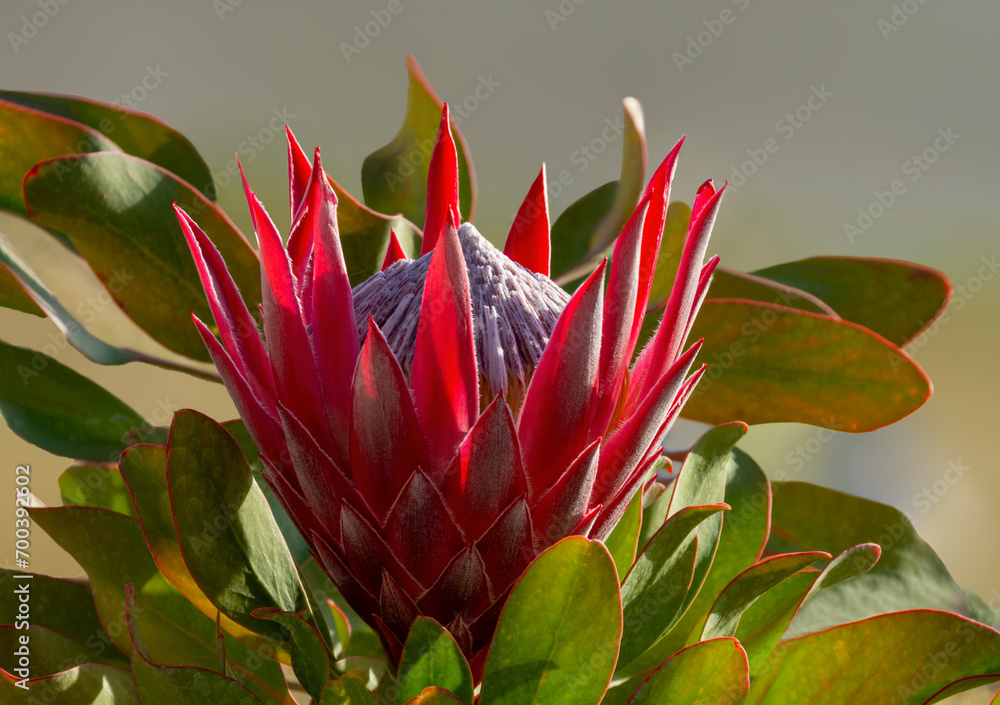 King Protea Closeup