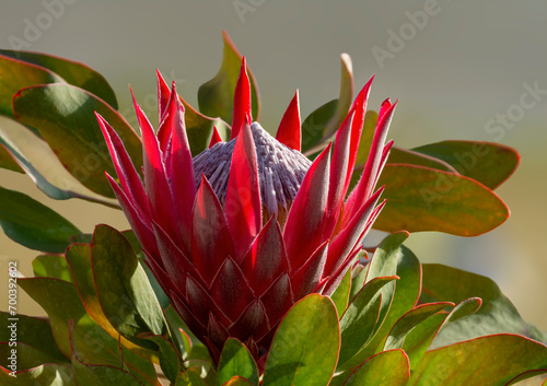 Obraz na płótnie King Protea Closeup w salonie