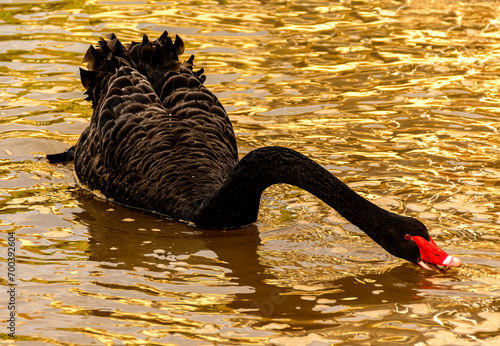 Obraz na płótnie Black swan at sunset swimming on a golden colored lake w salonie