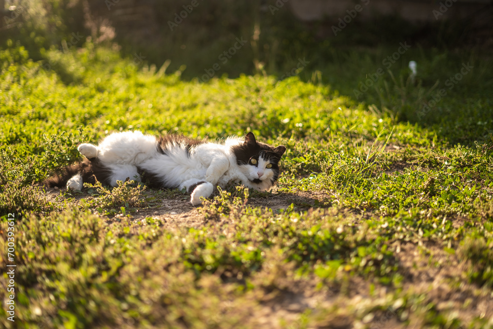 Fototapeta premium Fluffy White & Black Oreo Cat Outside Rolling Around in Grass