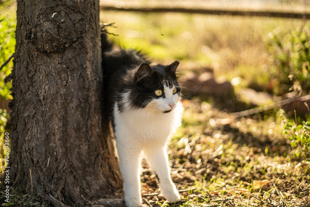 Fluffy White & Black Oreo Cat Outside Shocked Surprised Behind Tree Stump
