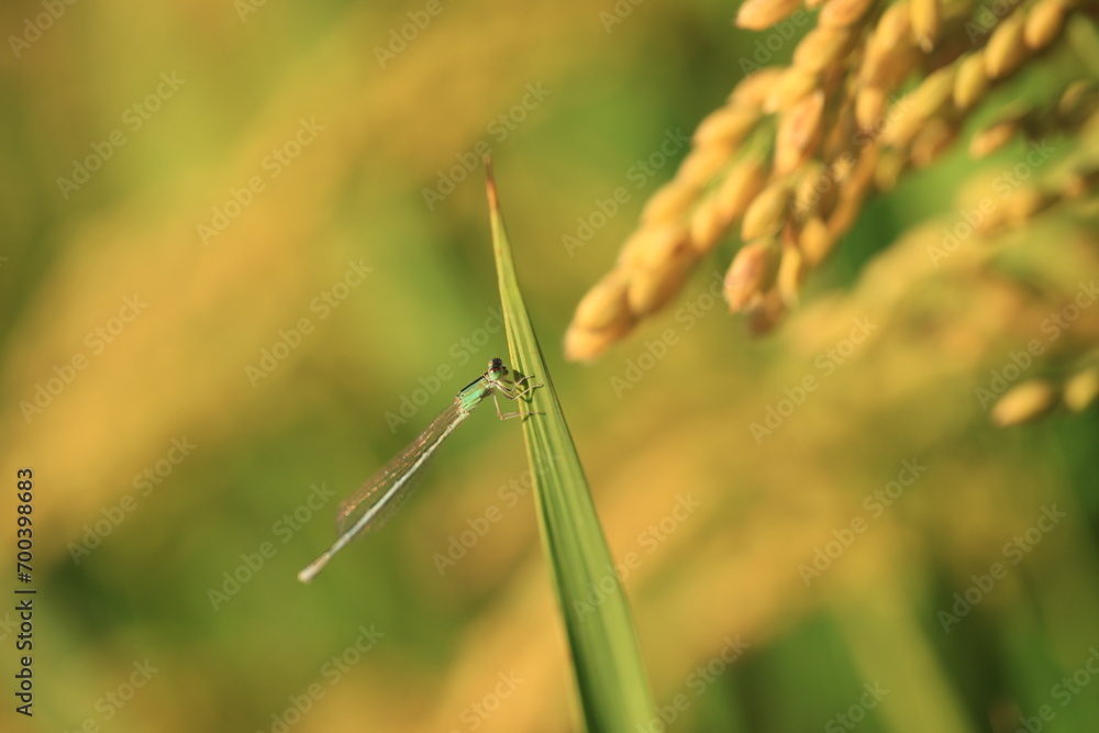 Mature rice in rice field, The rice fields are under the blue sky. Mature rice in rice field, The rice fields are under the blue sky.