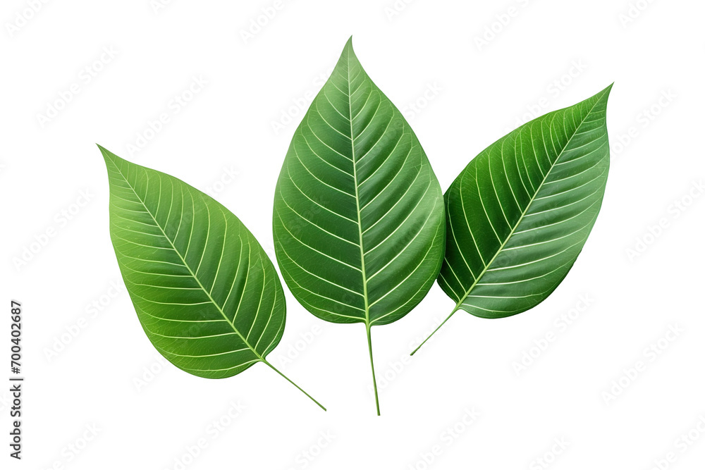 green leaf isolated on transparent background Remove png, Clipping Path, pen tool green leaf isolated on transparent background Remove png, Clipping Path, pen tool