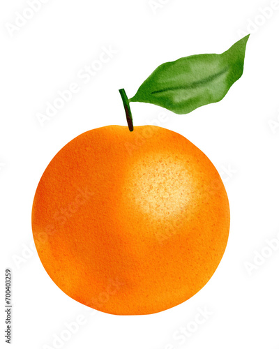 Hand drawing orange illustration, created digitally