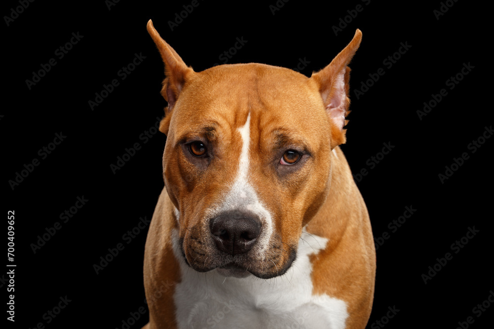 Portrait of Brown American Staffordshire Terrier Dog Looks scared Isolated on Black Background