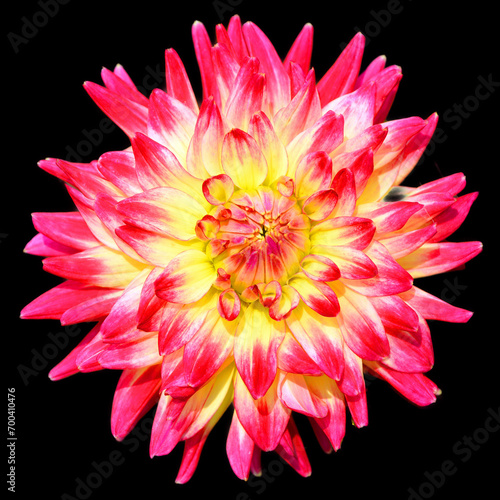 Dahlia is a genus of bushy  tuberous  perennial plants native to Mexico  Central America  and Colombia. There are at least 36 species of dahlia