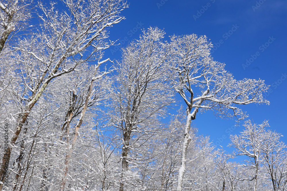 Winter landscape after a snow storm eastern township Quebec Canada
Winter landscape after a snow storm eastern township Quebec Canada