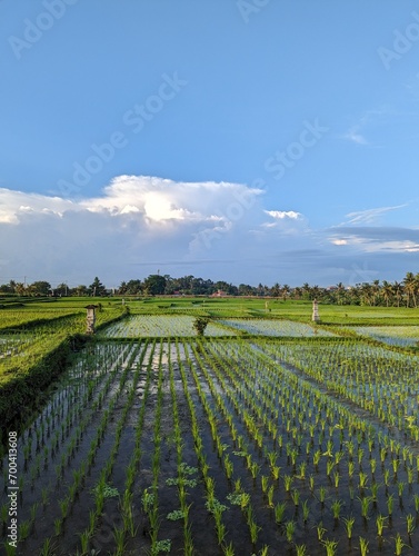 Grass field in Bali, Indonesia