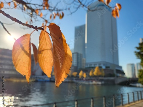 Withering autumn leaves by the canal in the Minatomirai, Yokohama, Japan 