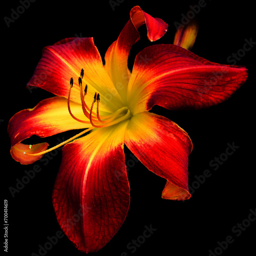 Amaryllis is the only genus in the subtribe Amaryllidinae (tribe Amaryllideae). It is a small genus of flowering bulbs, with two species.