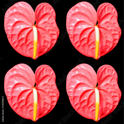 Anthuriu Schott is a genus of about 1000 species of flowering plants, the largest genus of the arum family, Araceae include anthurium, tailflower, flamingo flower and laceleaf