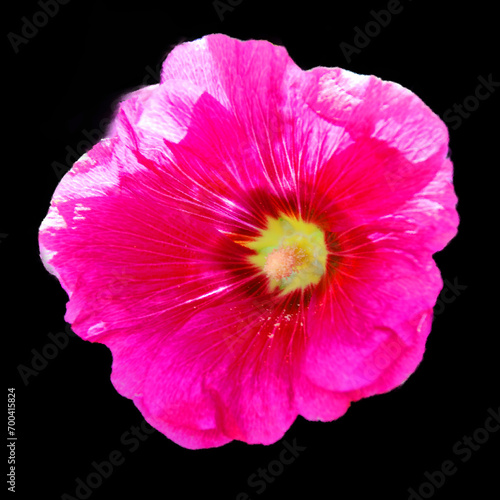 Hibiscus is a genus of flowering plants in the mallow family, Malvaceae. It is quite large, containing several hundred species that are native to warm-temperate, subtropical and tropical 