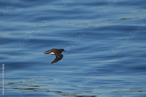 sandpiper in a sea