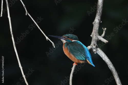 Wallpaper Mural common kingfisher in a forest Torontodigital.ca