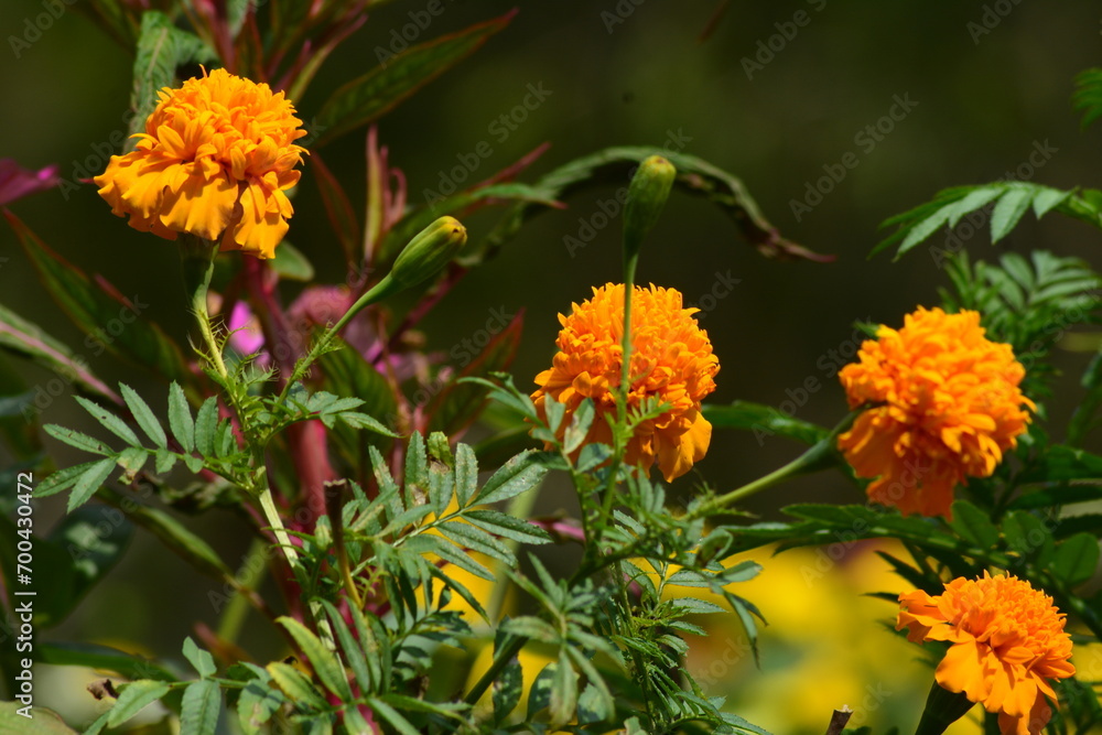 photo of a butterfly in a beautiful flower garden photo of a butterfly in a beautiful flower garden