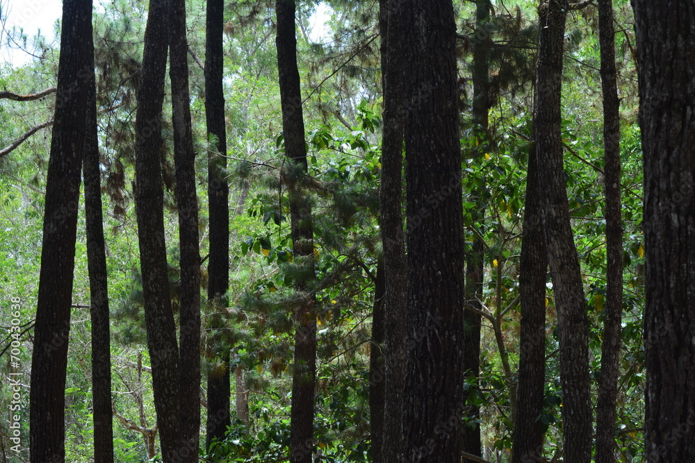 photo of a view of a pine tree in a pine forest photo of a view of a pine tree in a pine forest