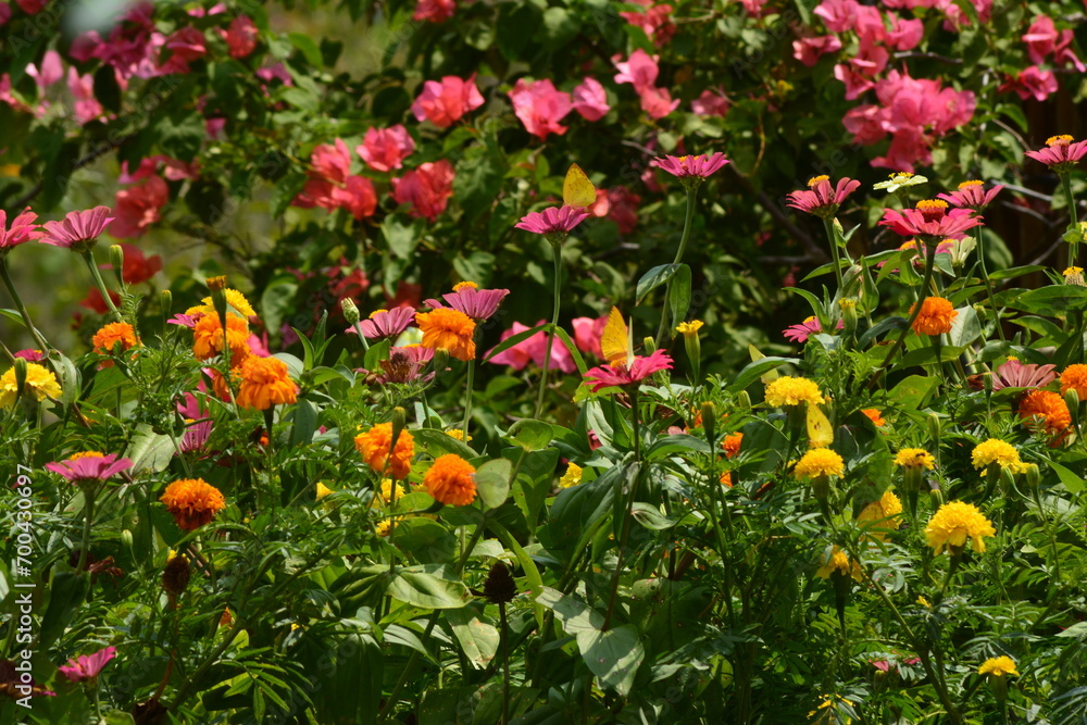 photo of a butterfly in a beautiful flower garden