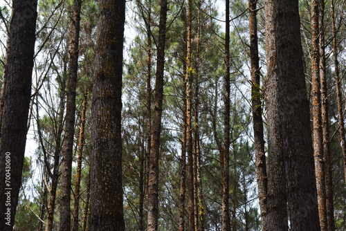 photo of a view of a pine tree in a pine forest