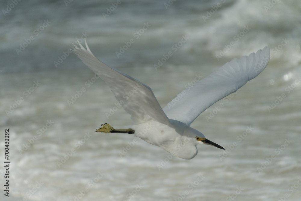Snowy Egret flying over surf near Bean Point Beach - 3 Snowy Egret flying over surf near Bean Point Beach - 3