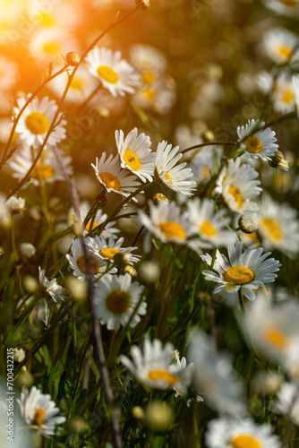 Daisy Chamomile background. Beautiful nature scene with blooming chamomilles in sun flare. Sunny day. Summer flowers.