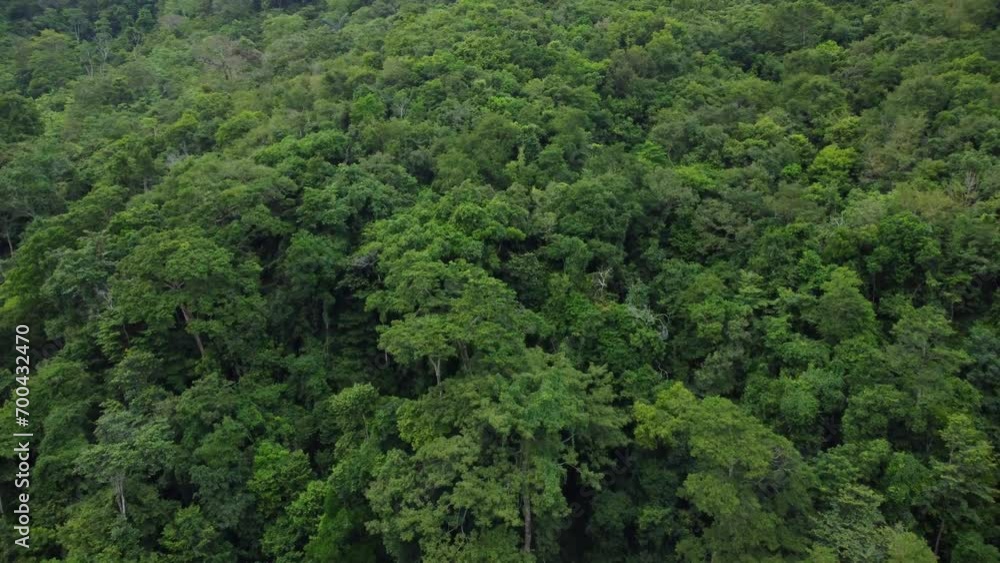 The drone moves forward, showing an aerial view of dense forests on green hills, with shady trees in the interior of the Indonesian forest. The drone moves forward, showing an aerial view of dense forests on green hills, with shady trees in the interior of the Indonesian forest.