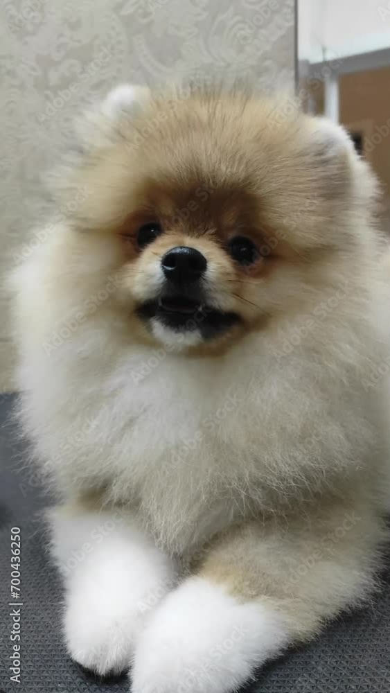 Little spitz puppy sitting on the table and turning his head Little spitz puppy sitting on the table and turning his head