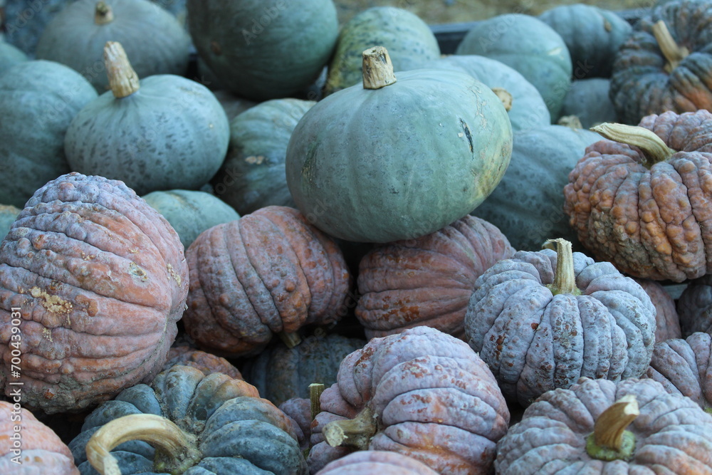 pumpkins on a market stall