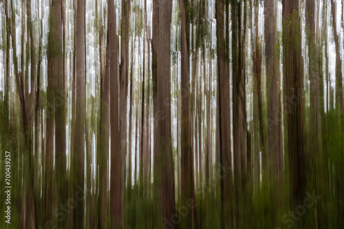 Background Wallpaper Of Tree Trunks In A Forest