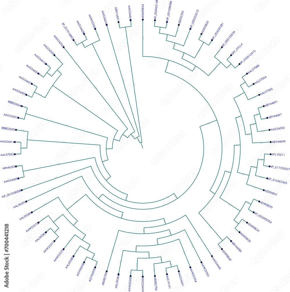 Mammalian sex-determining region Y protein (SRY) or testis-determining factor (TDF) cladogram (evolutionary tree)