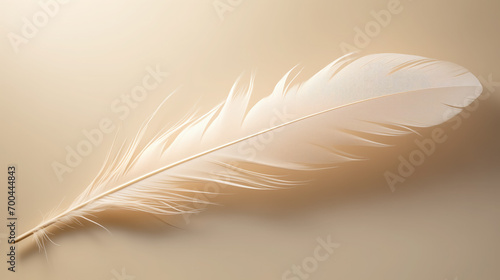 Gentle white feather on beige.