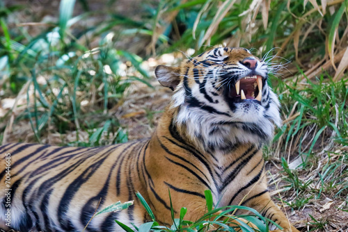 A Royal Bengal Tiger yawning showing big teeth.