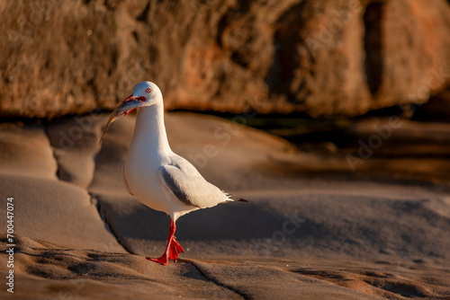 A Silver Gull (Chroicocephalus Novaehollandiae)  On A Sydney Beach, Australia photo