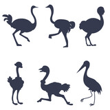 Ostrich silhouettes on white background. Vector Illustration.