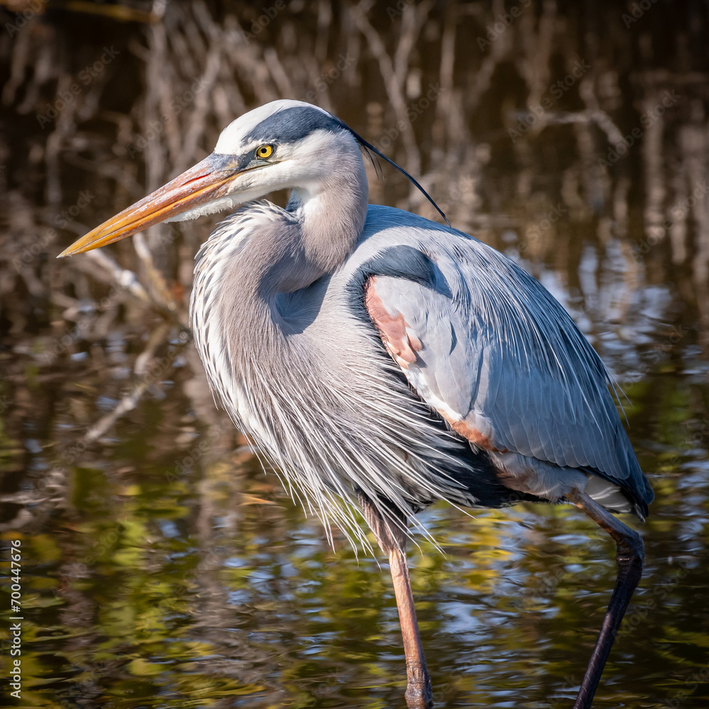 Fototapeta premium great blue heron