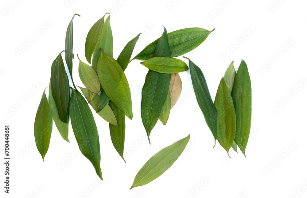 Top View Raw Bay Leaf or Tej Patta Leaves Isolated on White Background in Horizontal Orientation Used as Condiment in Cooking Top View Raw Bay Leaf or Tej Patta Leaves Isolated on White Background in Horizontal Orientation Used as Condiment in Cooking