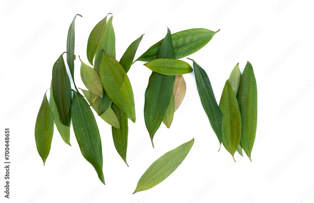 Top View Raw Bay Leaf or Tej Patta Leaves Isolated on White Background in Horizontal Orientation Used as Condiment in Cooking