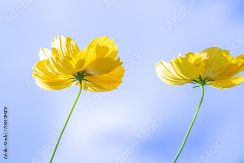 Yellow cosmos flower on blue sky background.  Cosmos sulphureus 