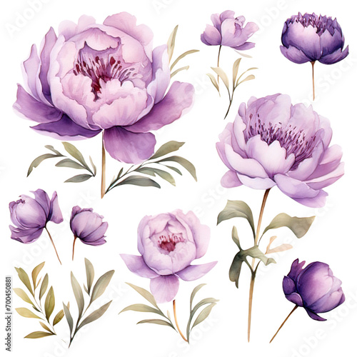 Watercolor Purple Peony Clipart Collection on a transparent background 