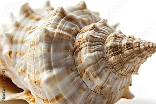 A detailed close-up of a shell resting on a white surface. Perfect for beach-themed designs and coastal decorations