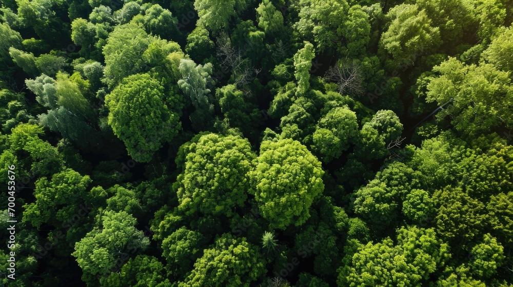 A captivating aerial perspective showcasing a dense forest filled with numerous trees. This image can be used to depict the vastness and beauty of nature.