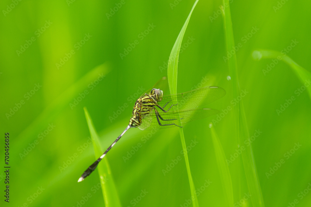 Green Dragonfly (Anisoptera) animal closeup Green Dragonfly (Anisoptera) animal closeup