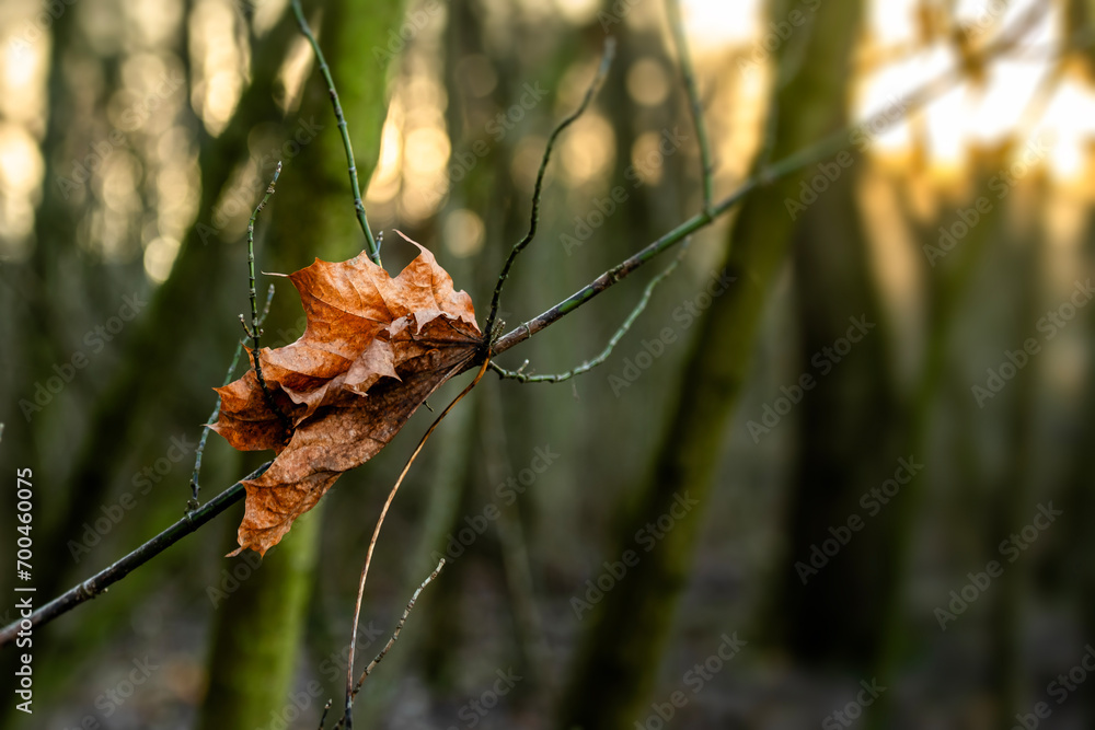Φωτογραφία insekt, charakter, makro, wazka, zwierzak, zieleń, bugów, feuille, dzika natura,