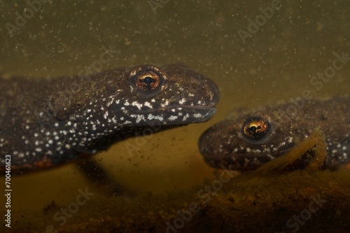 Underwater closeup on a Danube crested newt  Triturus dobrogicus
