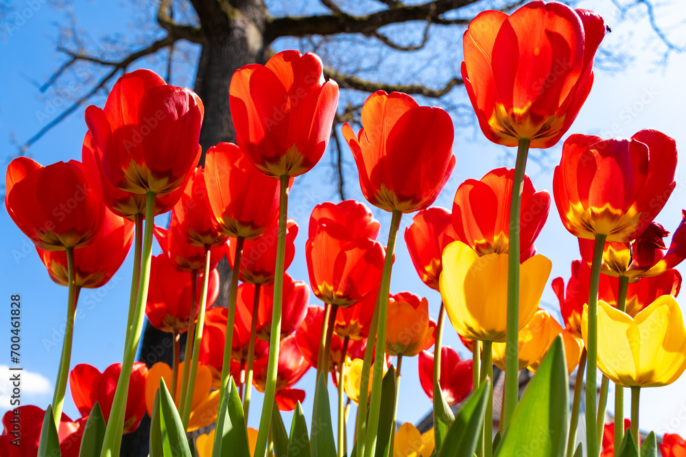 Red and yellow tulips with blue sunny sky Red and yellow tulips with blue sunny sky
