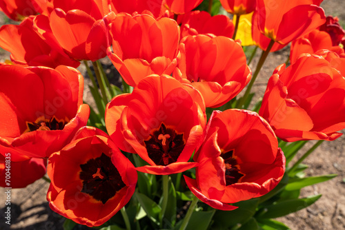Red tulip flowers in close up