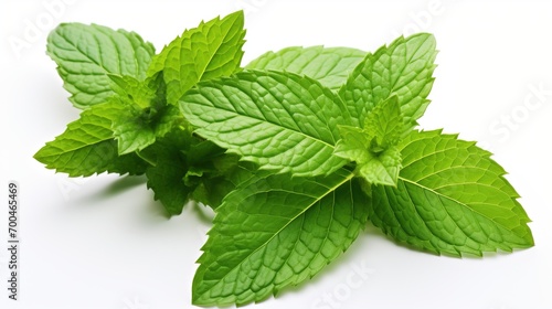 Mint Leaves on White Background. Leaf, Fresh, Cool 